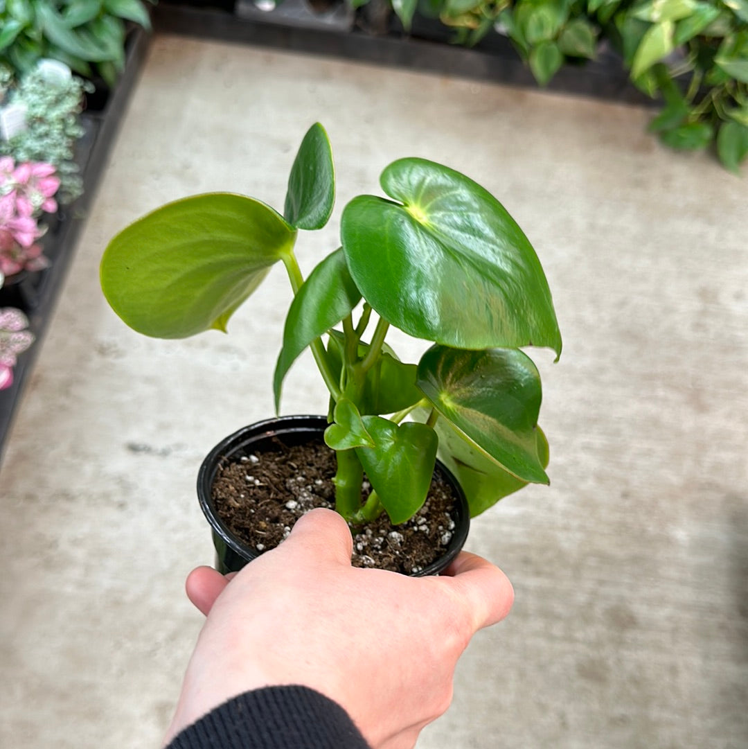 philodendron raindrop Peperomia polybotrya 4