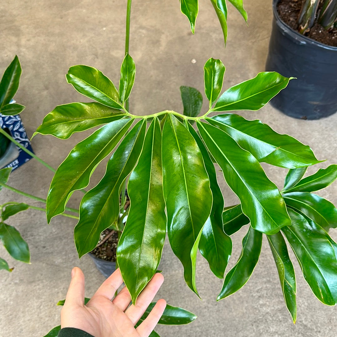 Philodendron Goeldii 10