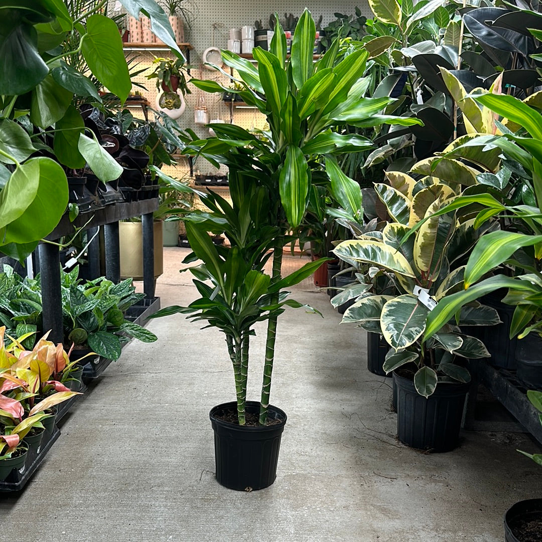 dracaena cincta Dracaena Cintho Cane 8" – Kent East Hill Nursery