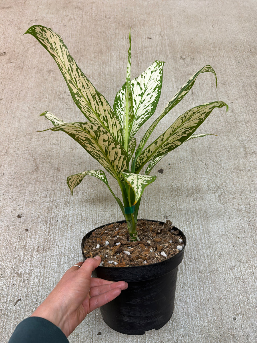dieffenbachia silver bay Dieffenbachia White Etna 8" – Kent East Hill Nursery