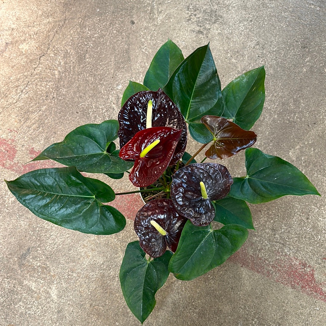 anthurium red queen Anthurium sempre Chocolate Red 6"