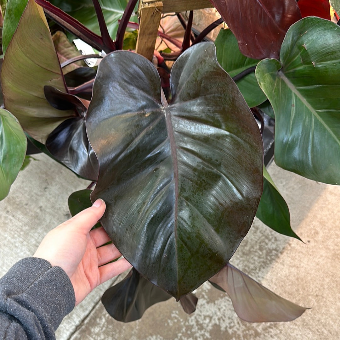 Philodendron Burgundy Princess 8