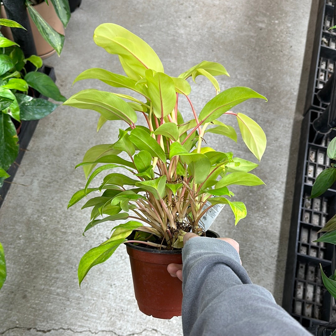 Philodendron Lemon Lime 6
