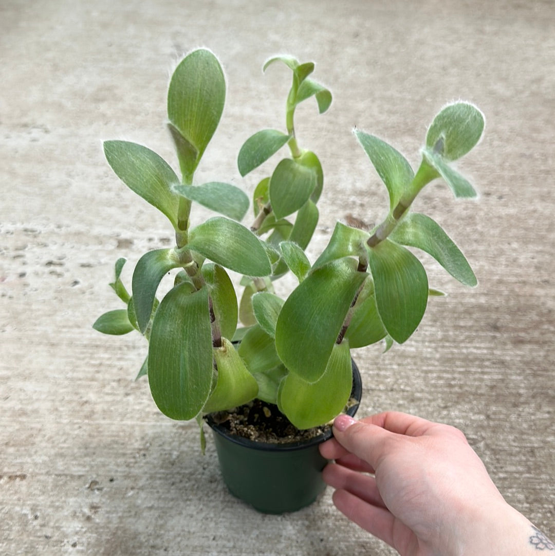 indoor plant with fuzzy leaves Tradescantia Red Hill 4" – Kent East Hill Nursery
