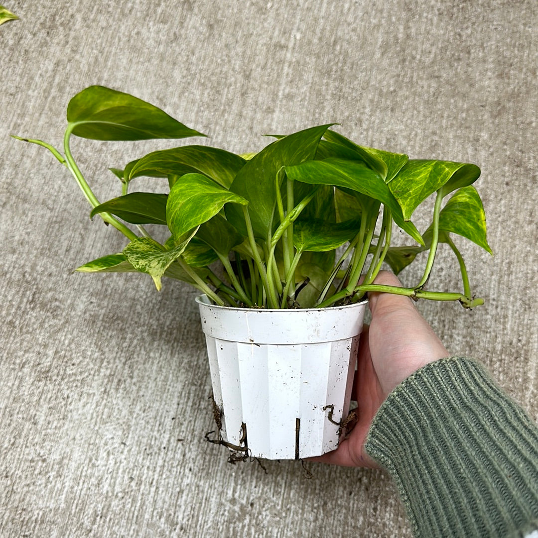 neon queen pothos Epipremnum Neon Queen 4"