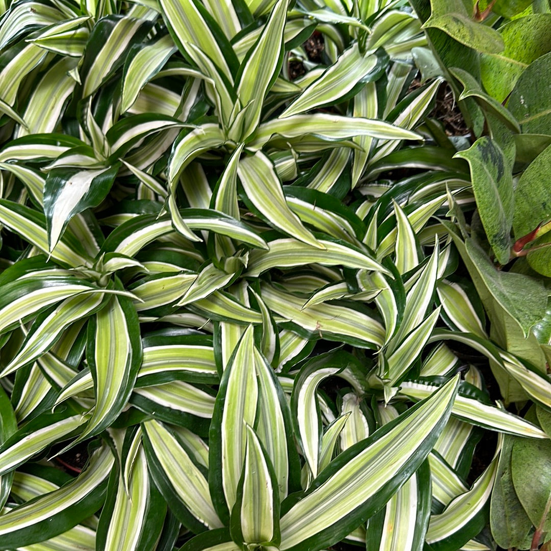 Dracaena sp. 'Malaika' 4