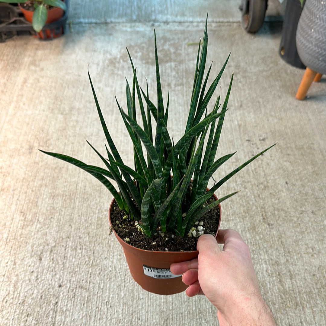 Sansevieria Fernwood Mikado 6
