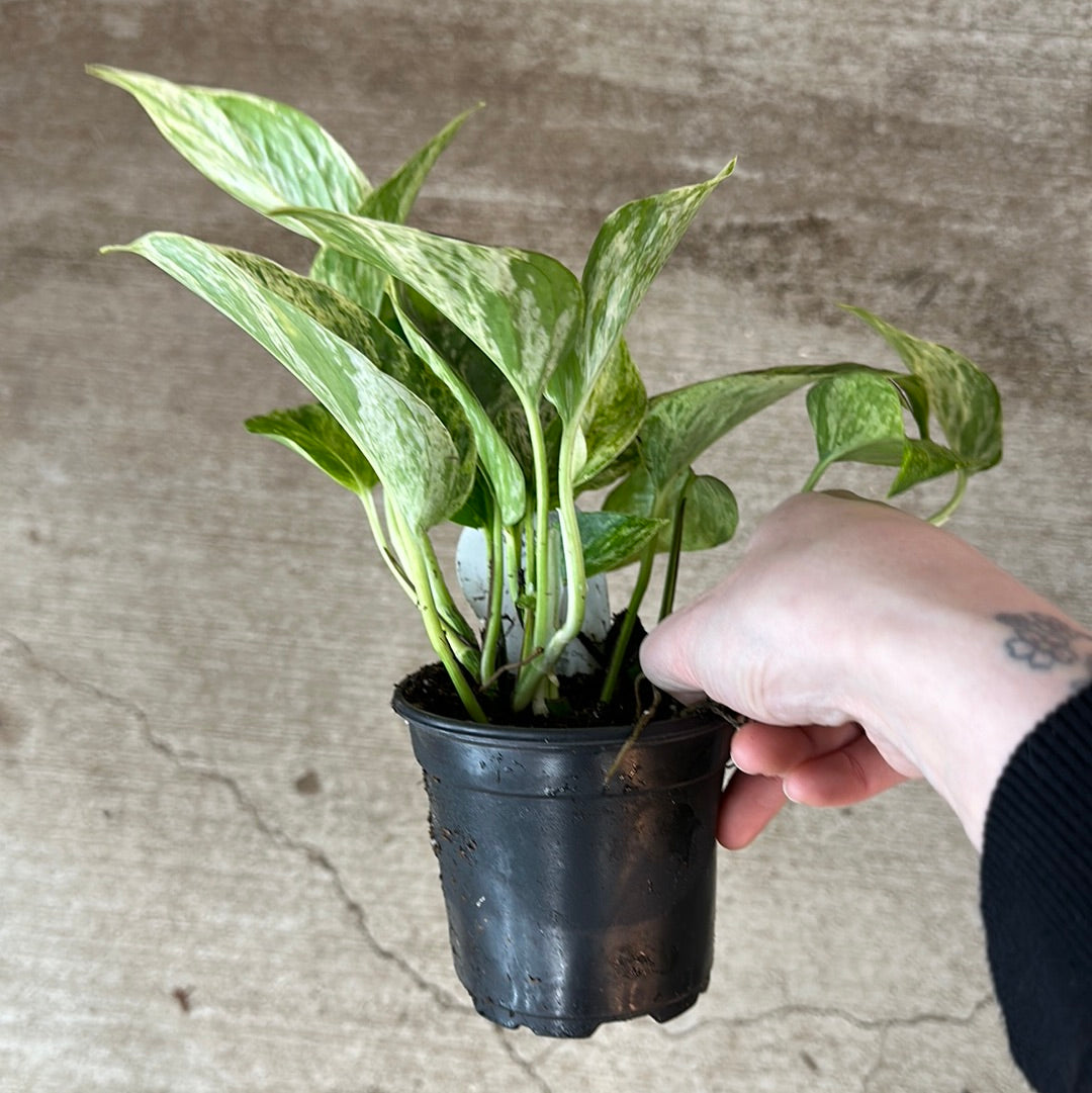 leopard goddess pothos Epipremnum a. 'Snow Goddess' 4