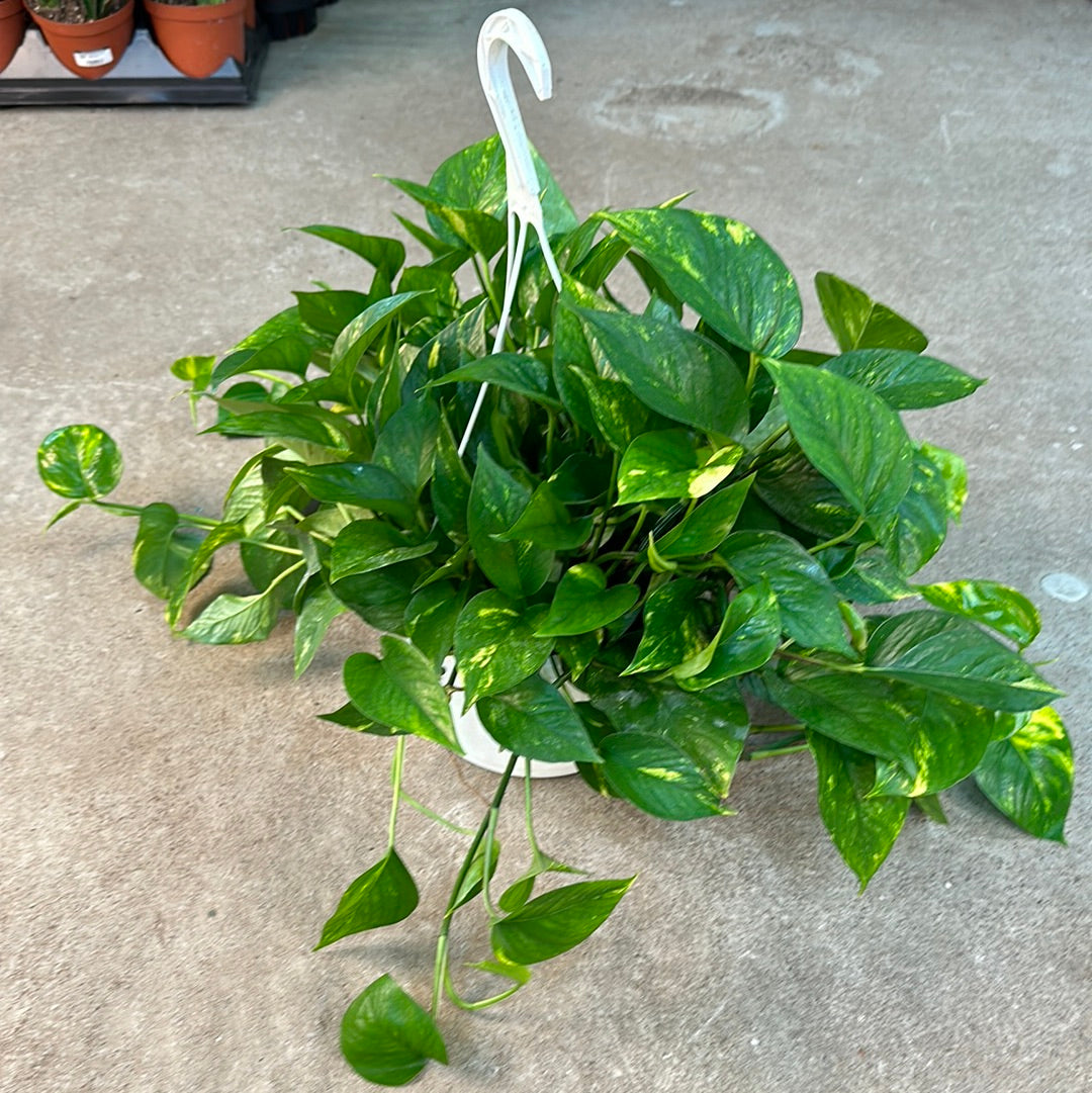 hb pothos golden Epipremnum aureum 10