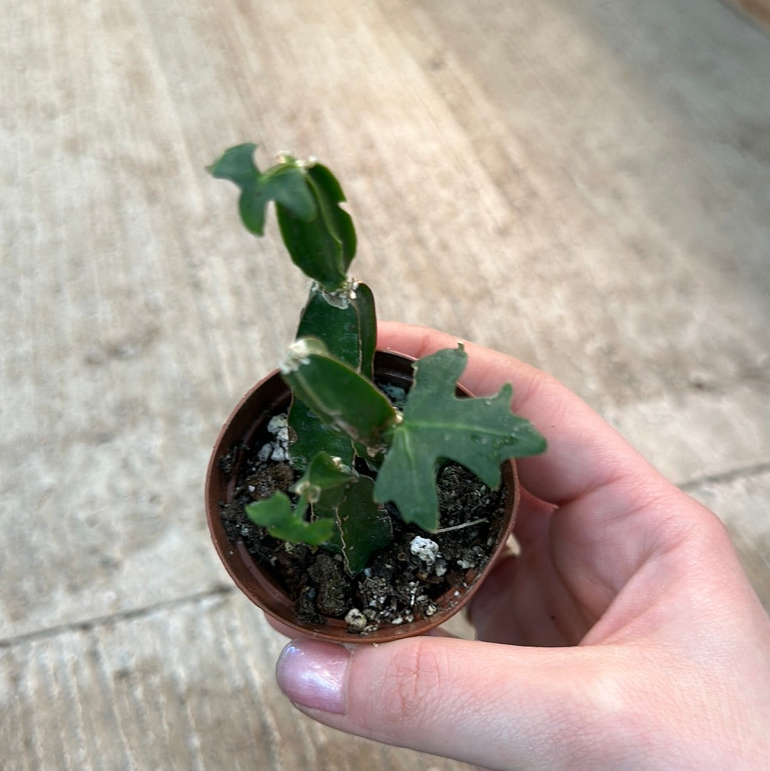 grape looking succulent Cissus quadrangularis 2"
