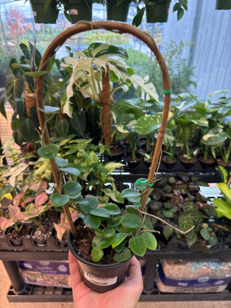 Hoya Mathilde 4" Trellis Kent East Hill Nursery