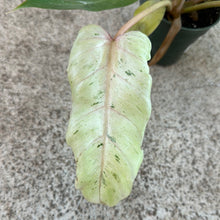 Load image into Gallery viewer, Philodendron Snowdrift 4"