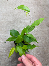 Load image into Gallery viewer, Ficus Margarite 4" - Variegated Weeping Fig