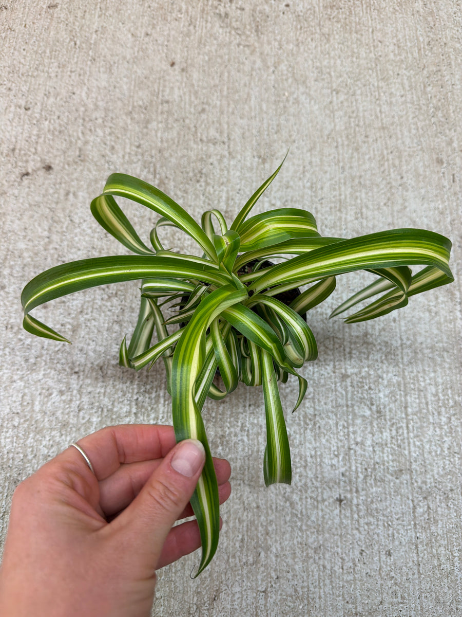 green curly spider plant Chlorophytum c. 'Bonnie' 4"