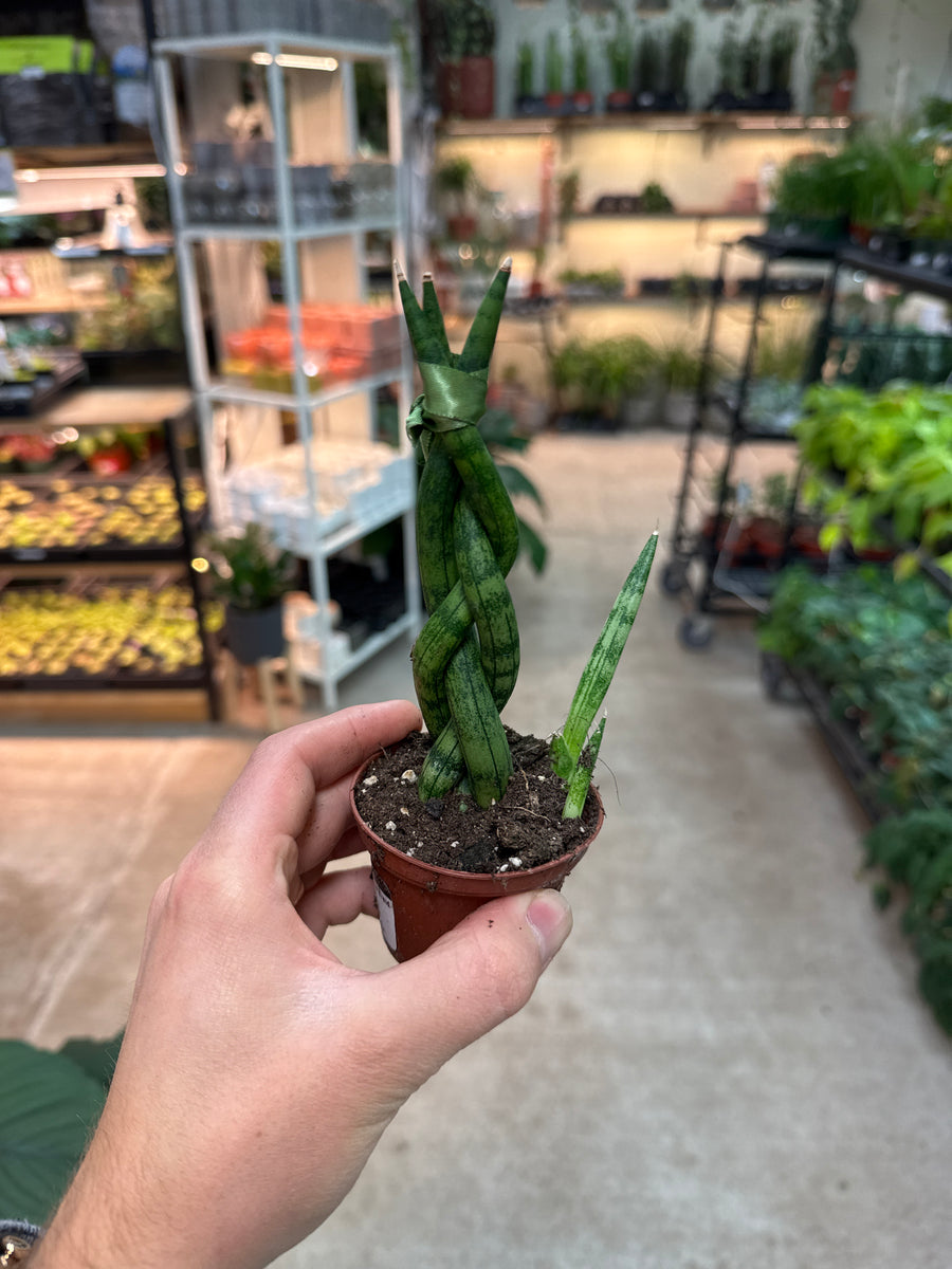 Sansevieria Cylindrica Braid 2