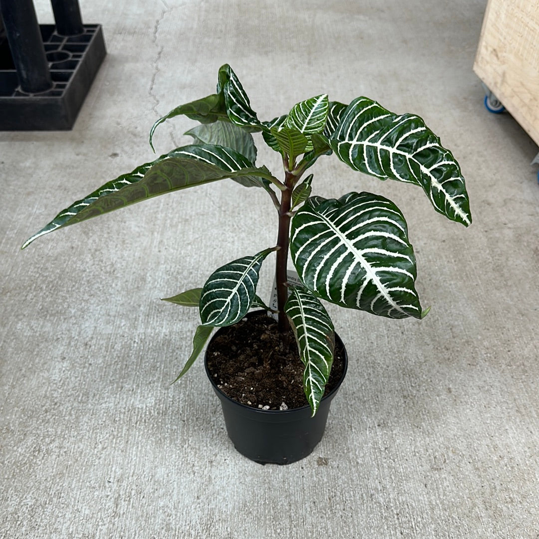 Aphelandra squarrosa 6