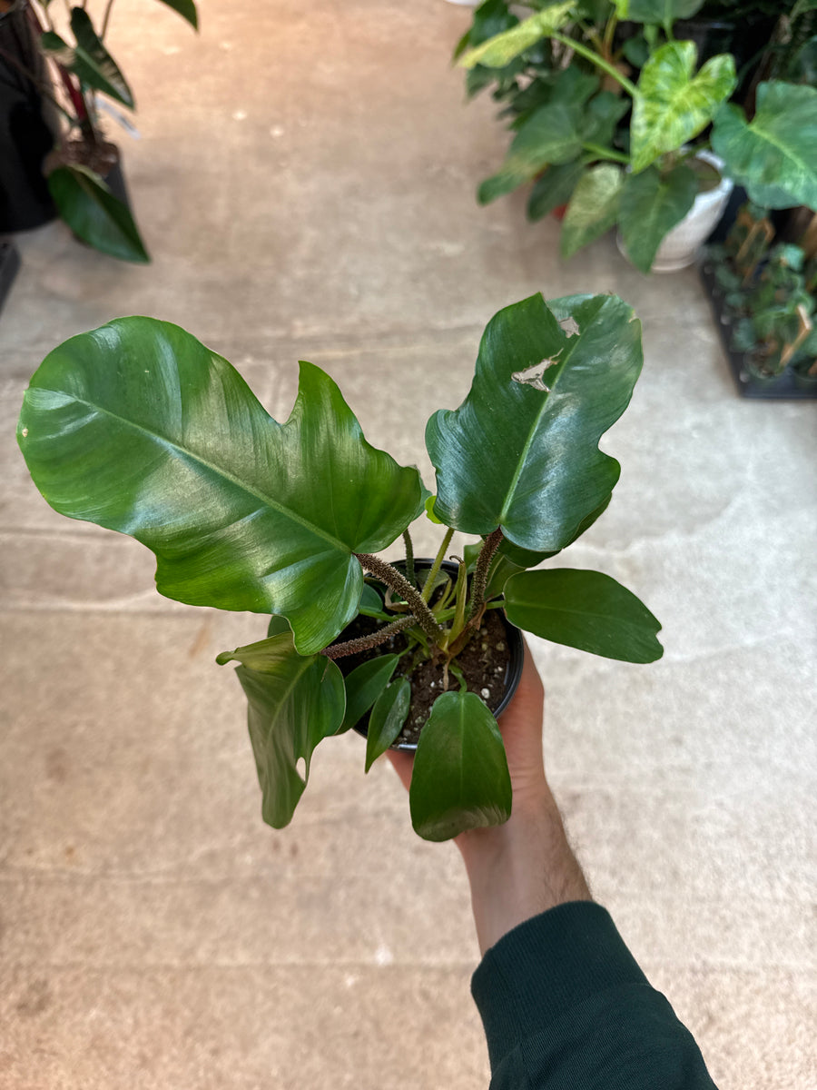 philodendron squamiferum poepp. Philodendron Squamiferum 4" – Kent East Hill Nursery