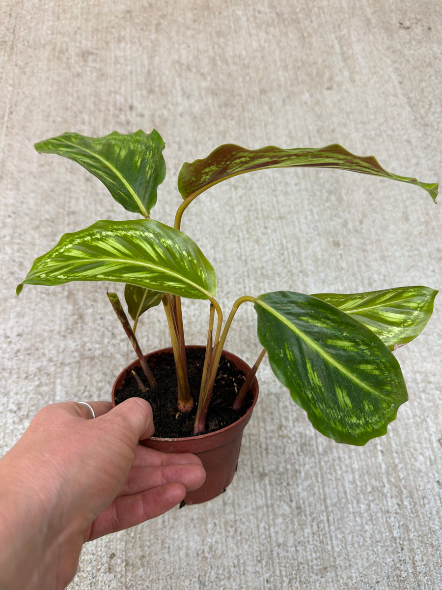 Calathea Flamestar 4