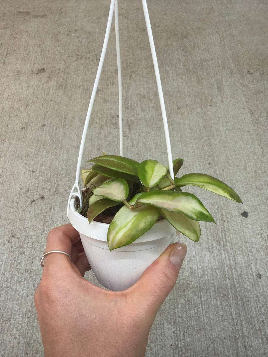 Hoya walliniana variegated 3