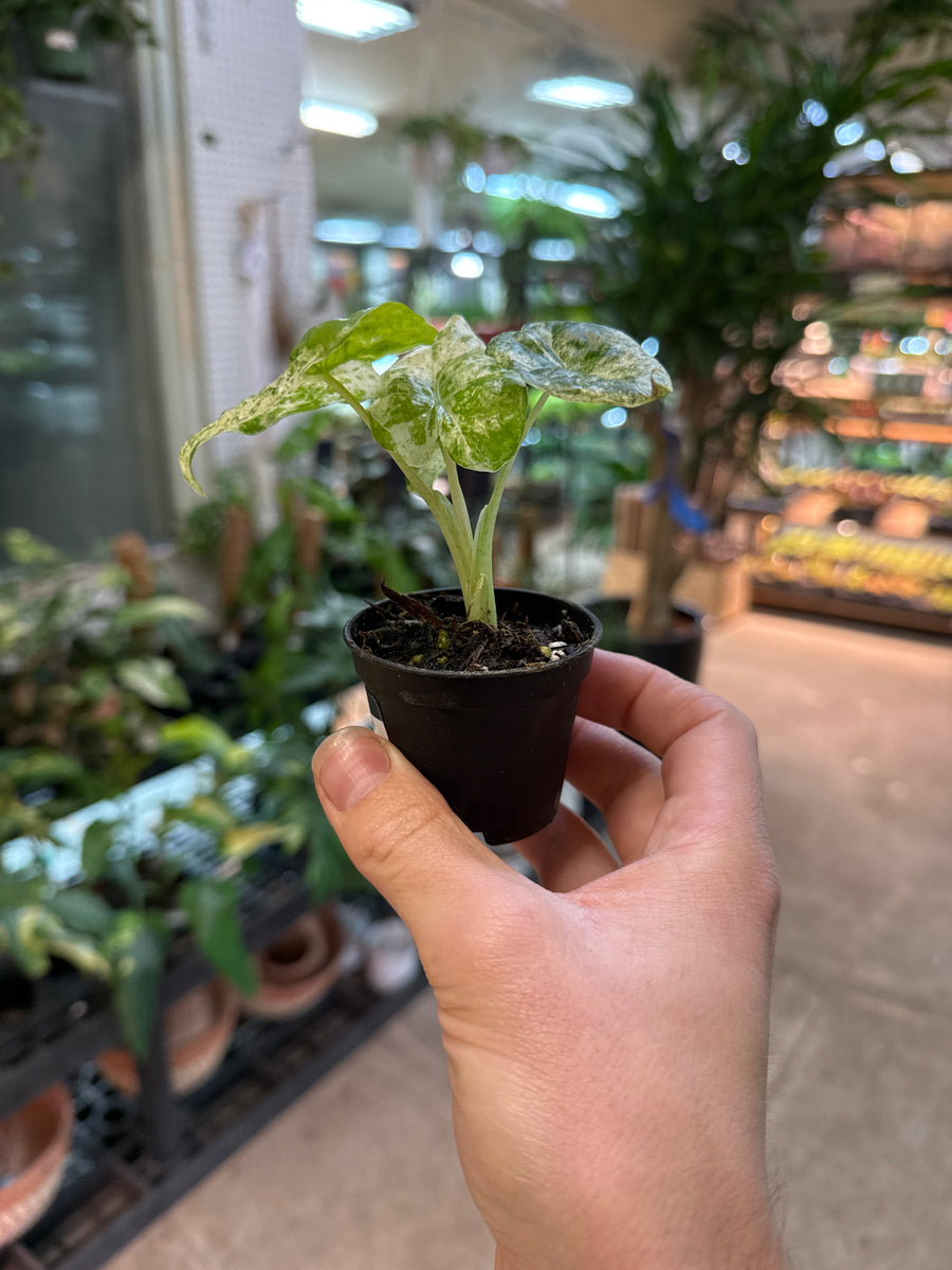 Alocasia macrorrhiza Camouflage 2