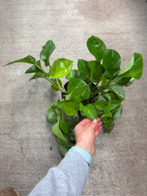 Load image into Gallery viewer, Epipremnum aureum 'Lemon Top' 6" - Pothos