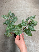 Load image into Gallery viewer, Begonia 'Snow Capped' 4" - Angel Wing Begonia