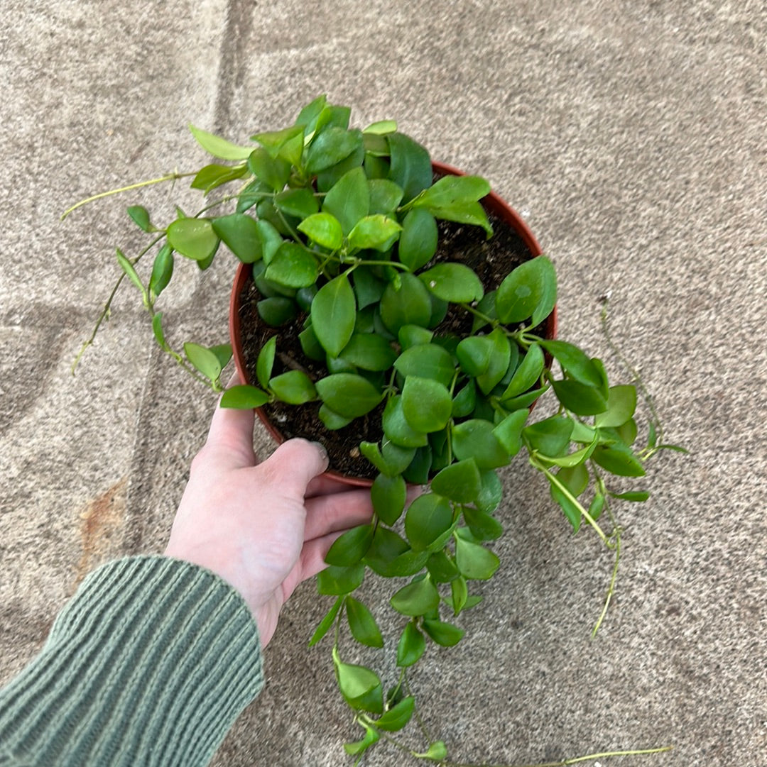 Hoya heuschkeliana green 6" – Kent East Hill Nursery