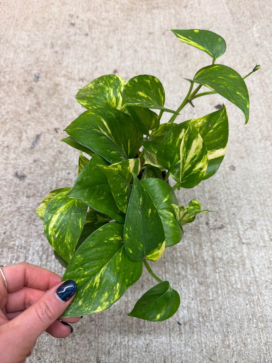 solid green pothos Epipremnum aureum 4"