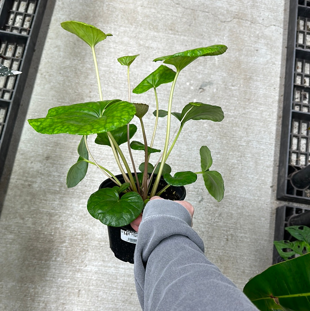 tractor seat plant indoor Farfigium japonicum 6