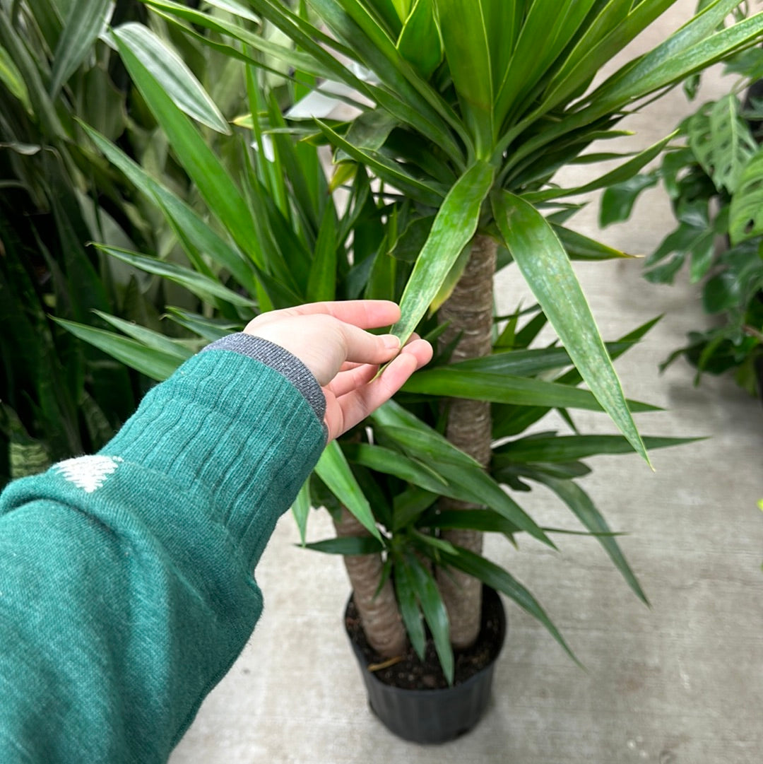 yucca cane houseplant Yucca Cane 10