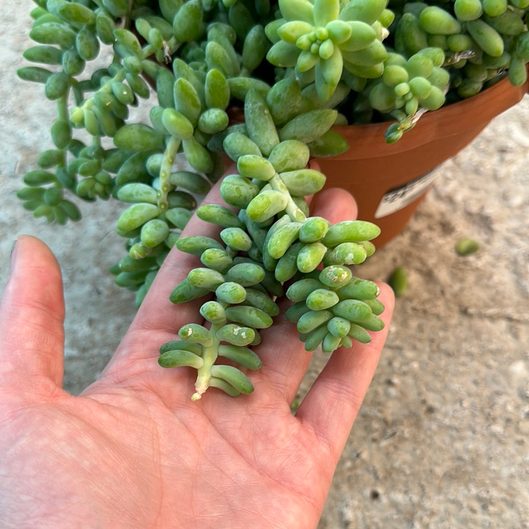 Sedum morganianum 'Donkey's Tail' (6")