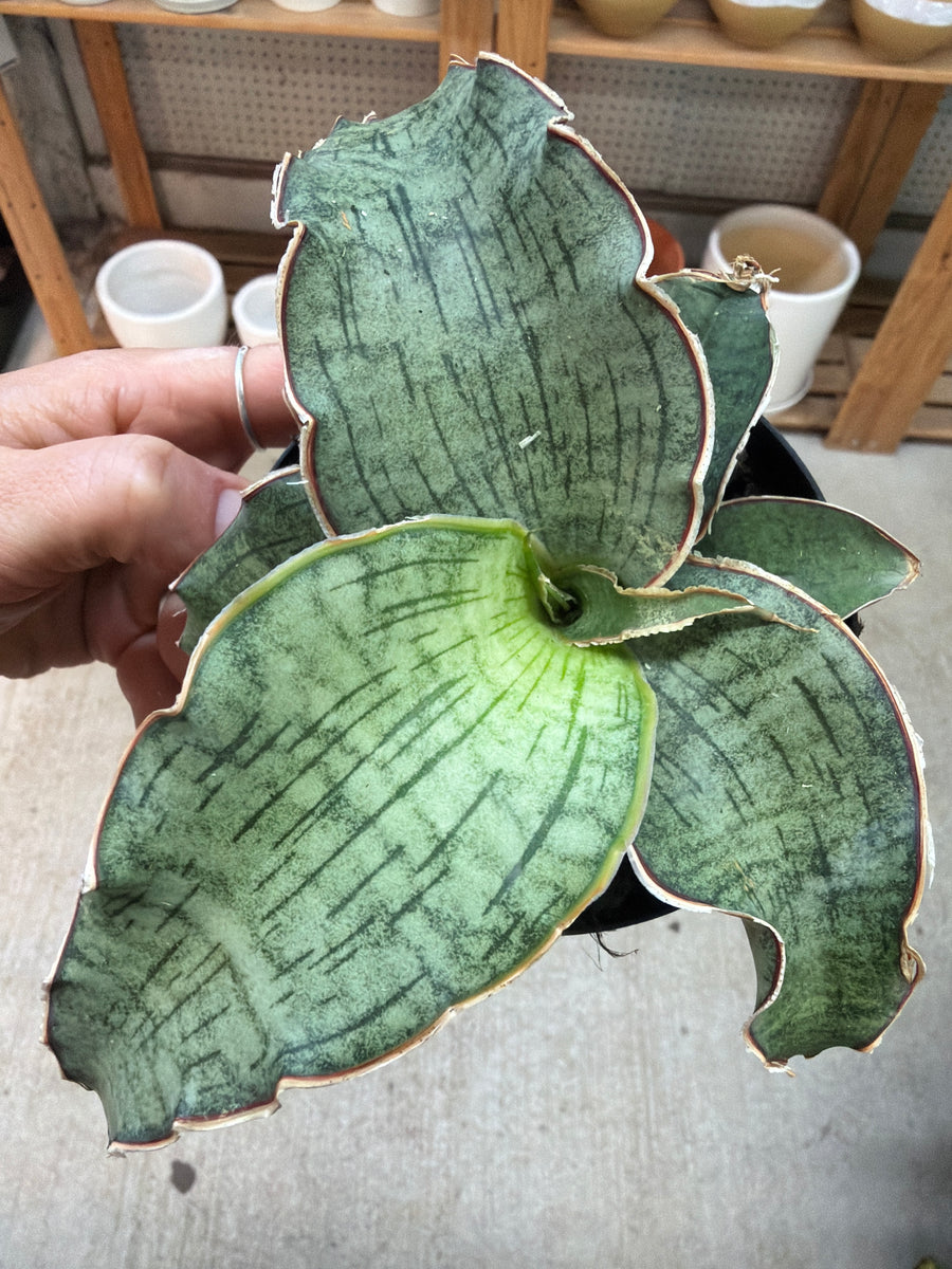 Sansevieria Kirkii Silver Blue 4
