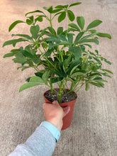Load image into Gallery viewer, Schefflera Arboricola Nora 6" - Dwarf Umbrella Tree