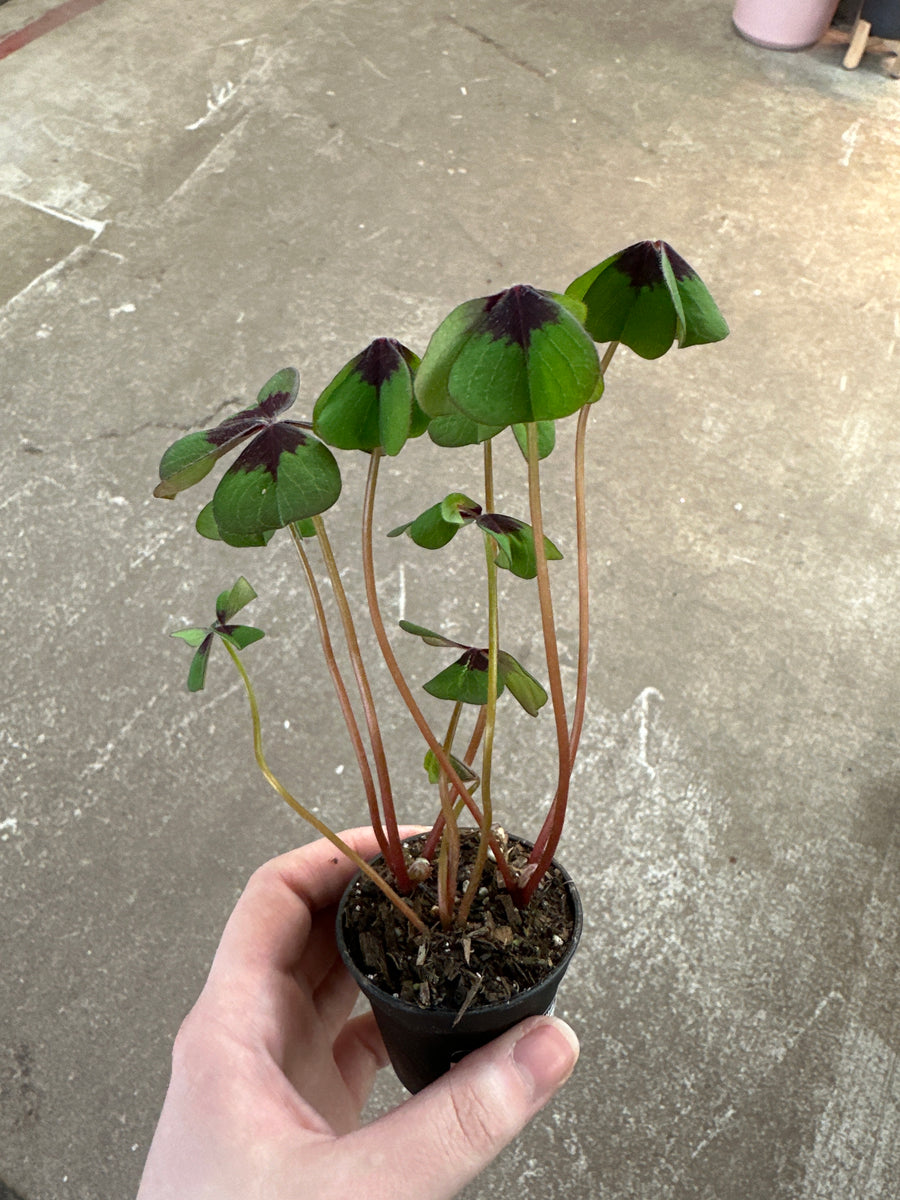 Oxalis Tetraphylla ‘Iron cross’