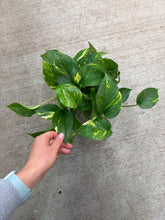 Load image into Gallery viewer, Epipremnum aureum 6" - Hawaiian Golden Pothos