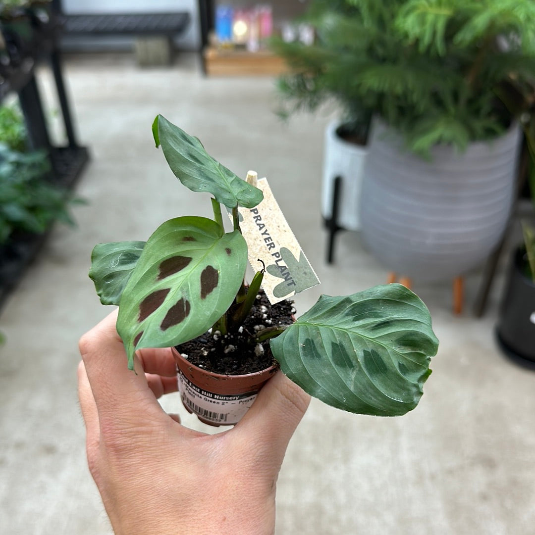 prayer plant maranta green Maranta Green 2"