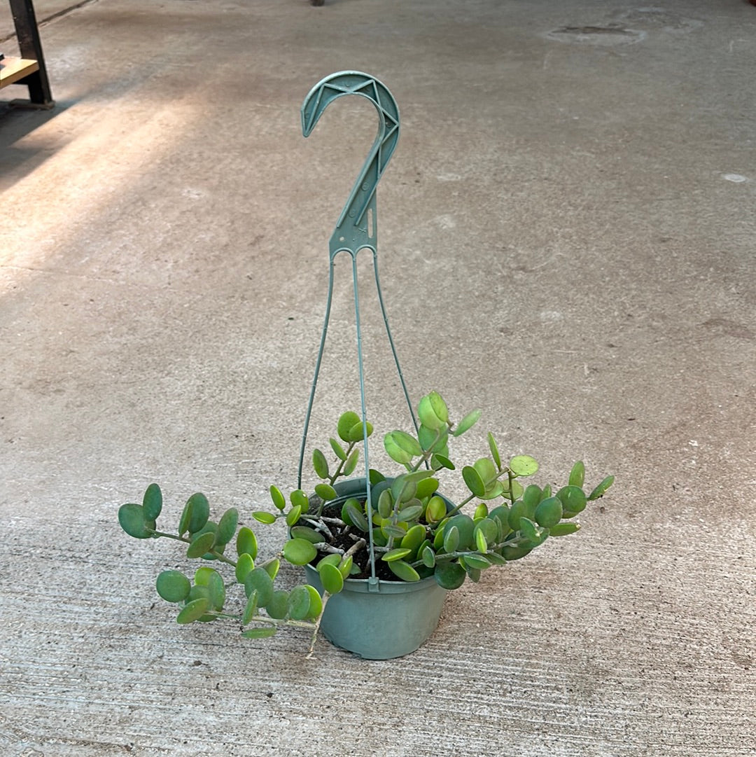 silver dollar vine succulent Xerosicyos danguyi 6"