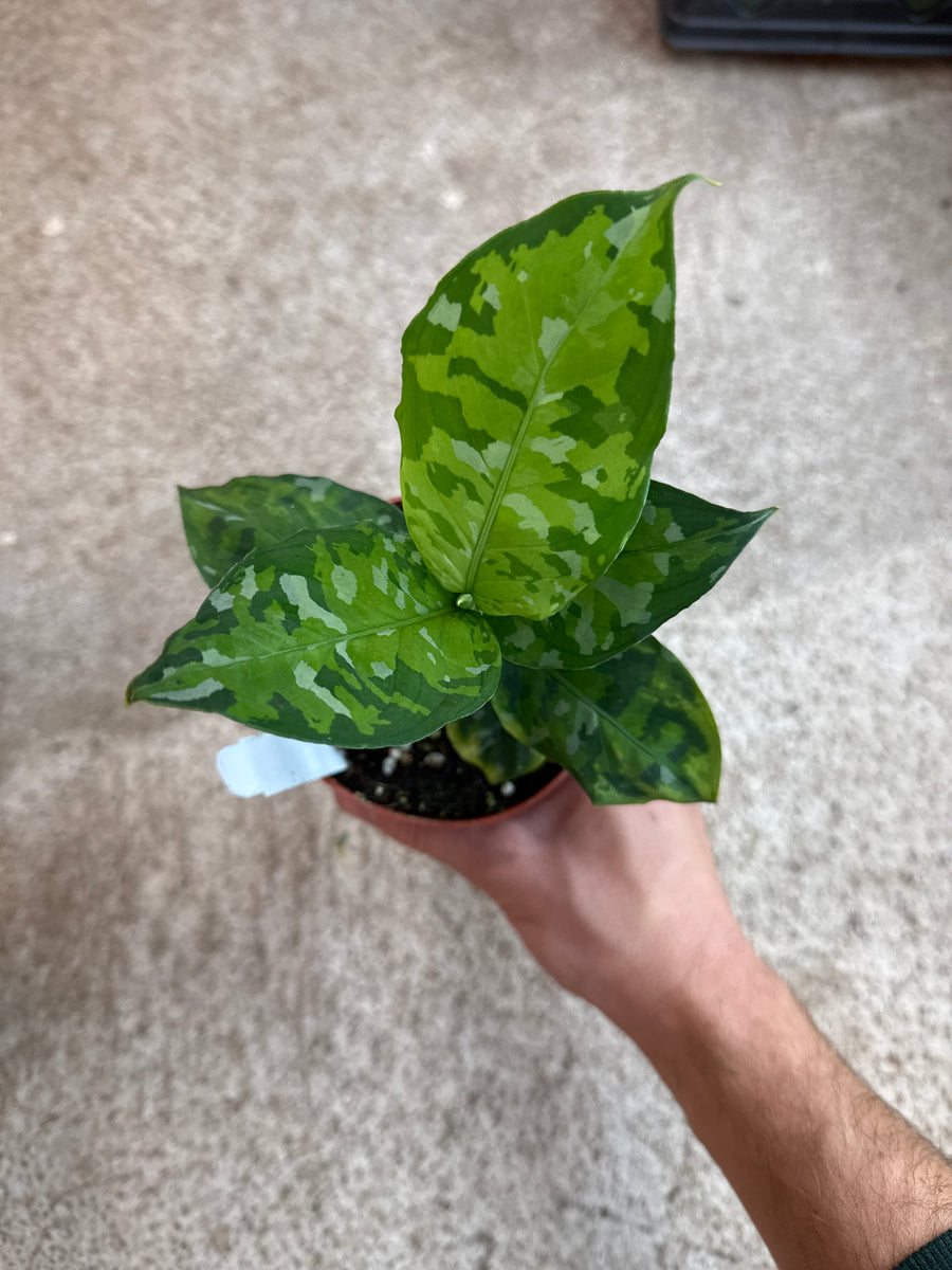 Aglaonema Pictum Tricolor 4