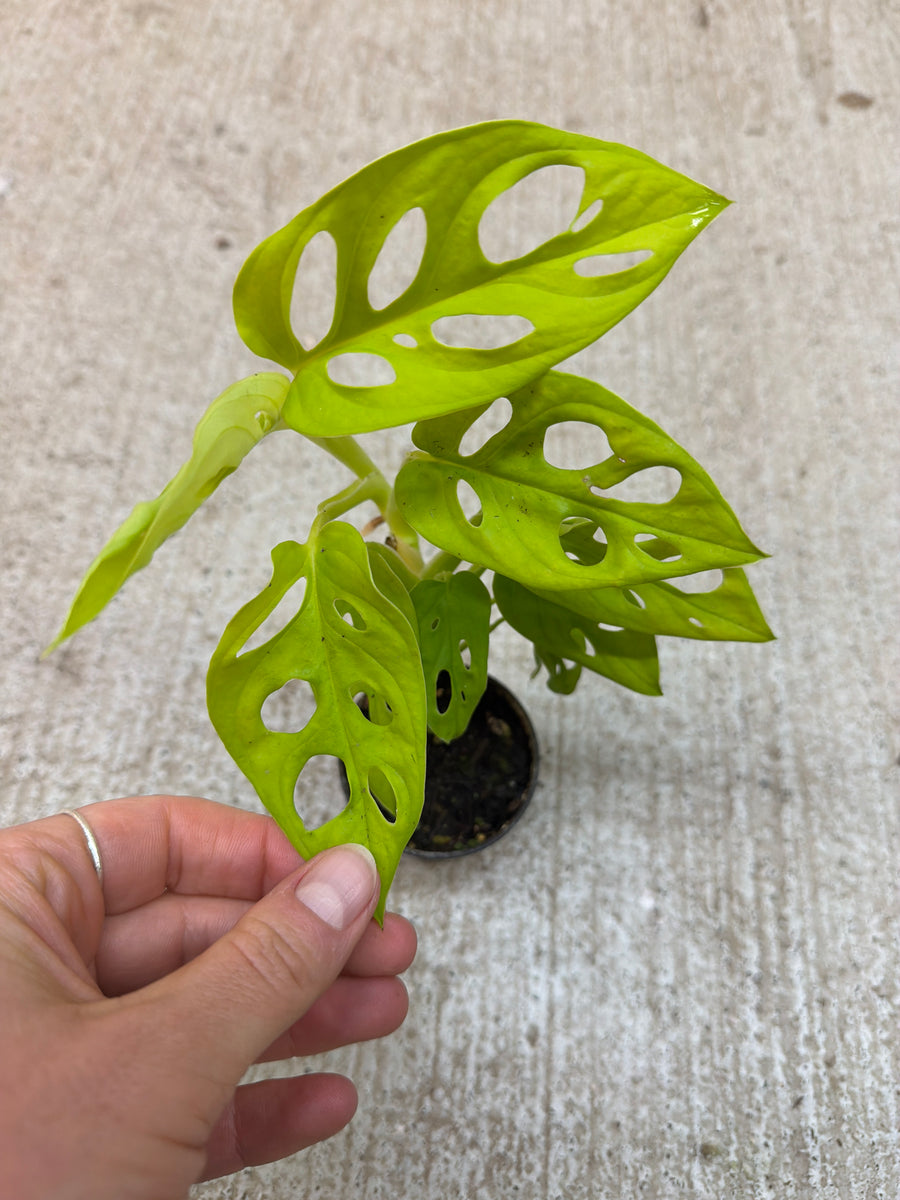 Monstera adansonii 'Neon Madonna' 2