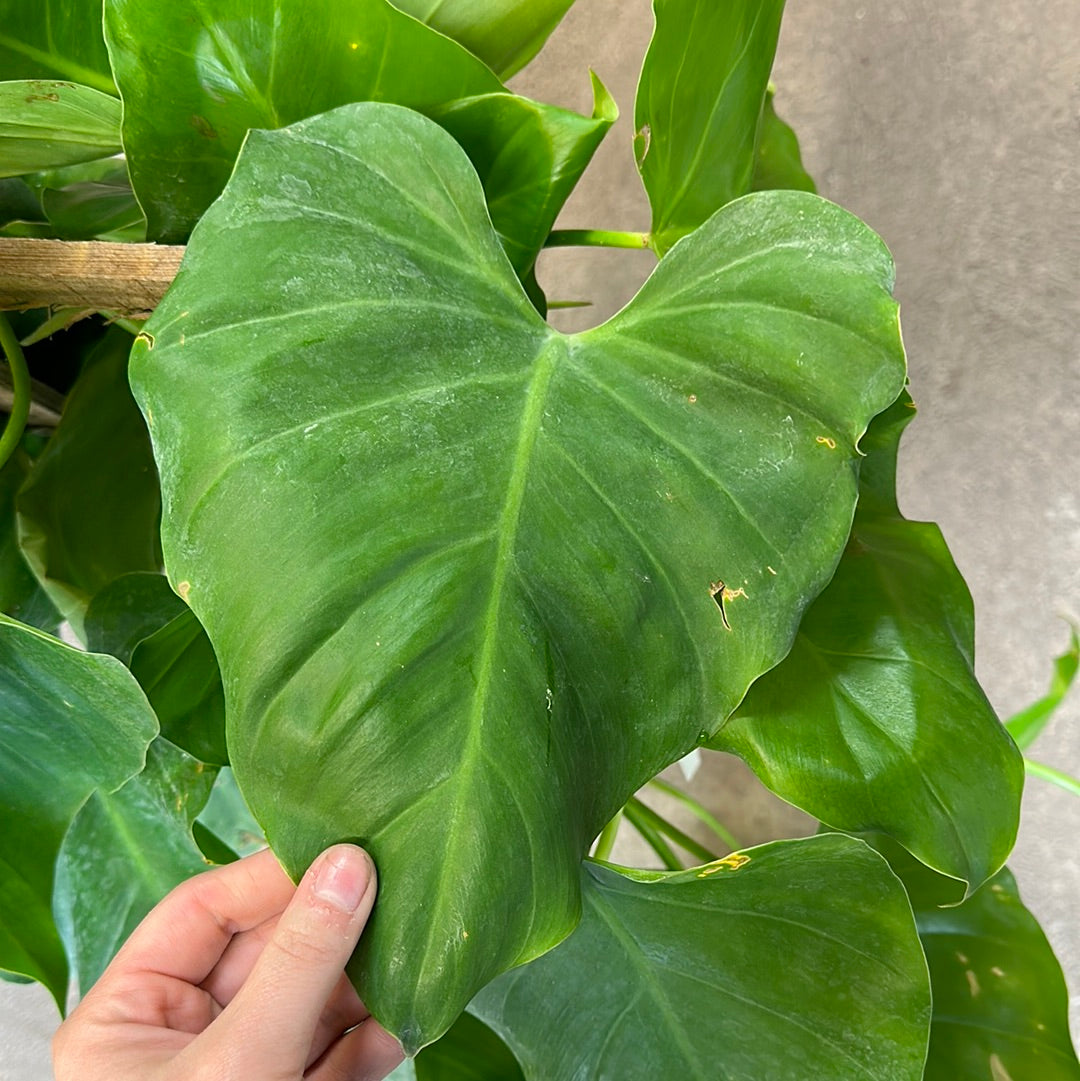 philodendron big plant Philodendron 'Giganteum' 10" – Kent East Hill Nursery