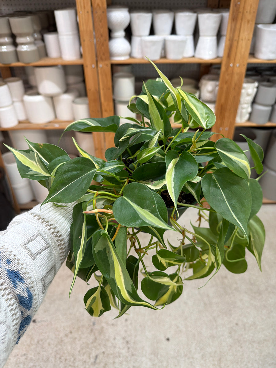 philodendron hederaceum silver stripe Philodendron 'Silver Stripe' 6" – Kent East Hill Nursery