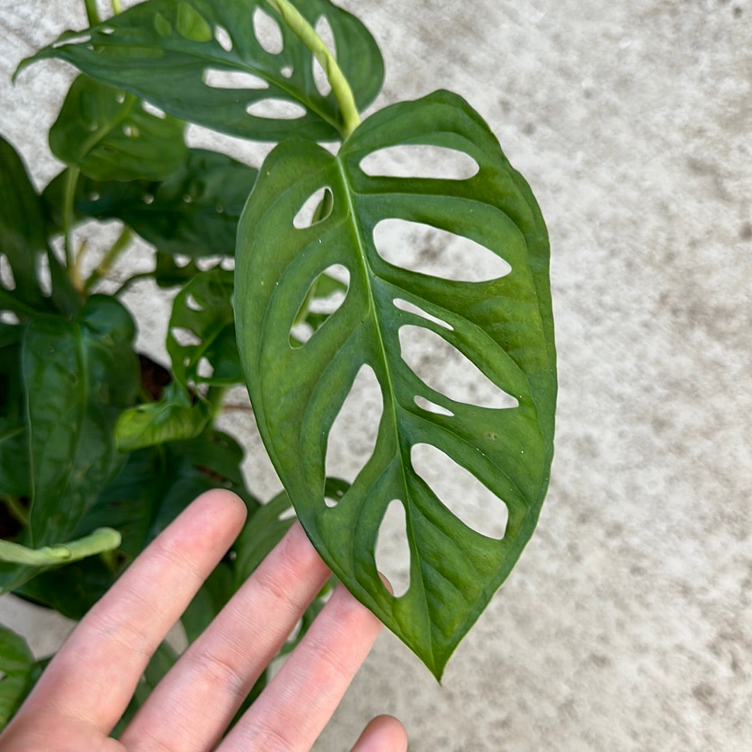 Monstera Adansonii 6