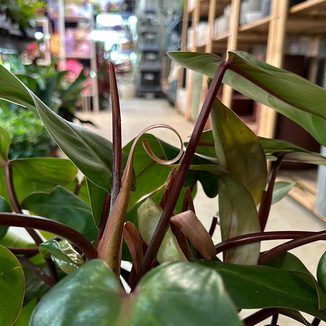 Philodendron 'Red Emerald' 6