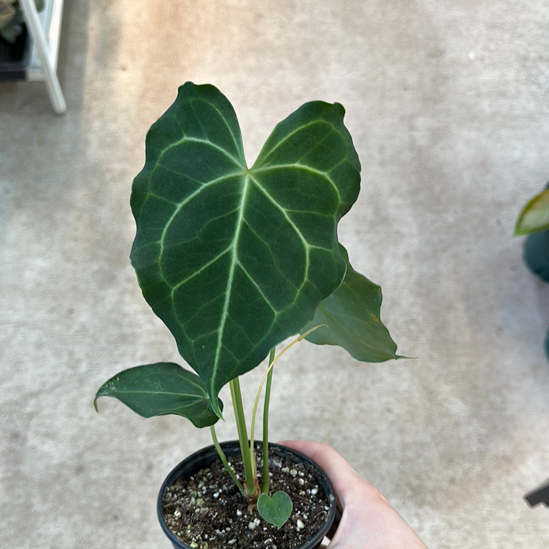anthurium clarinervium in pon Anthurium Clarinervium 4