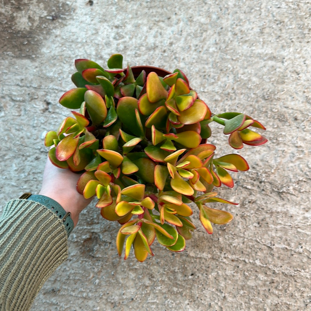Crassula ovata 'Sunset' 6" - Jade Plant  Kent East Hill Nursery