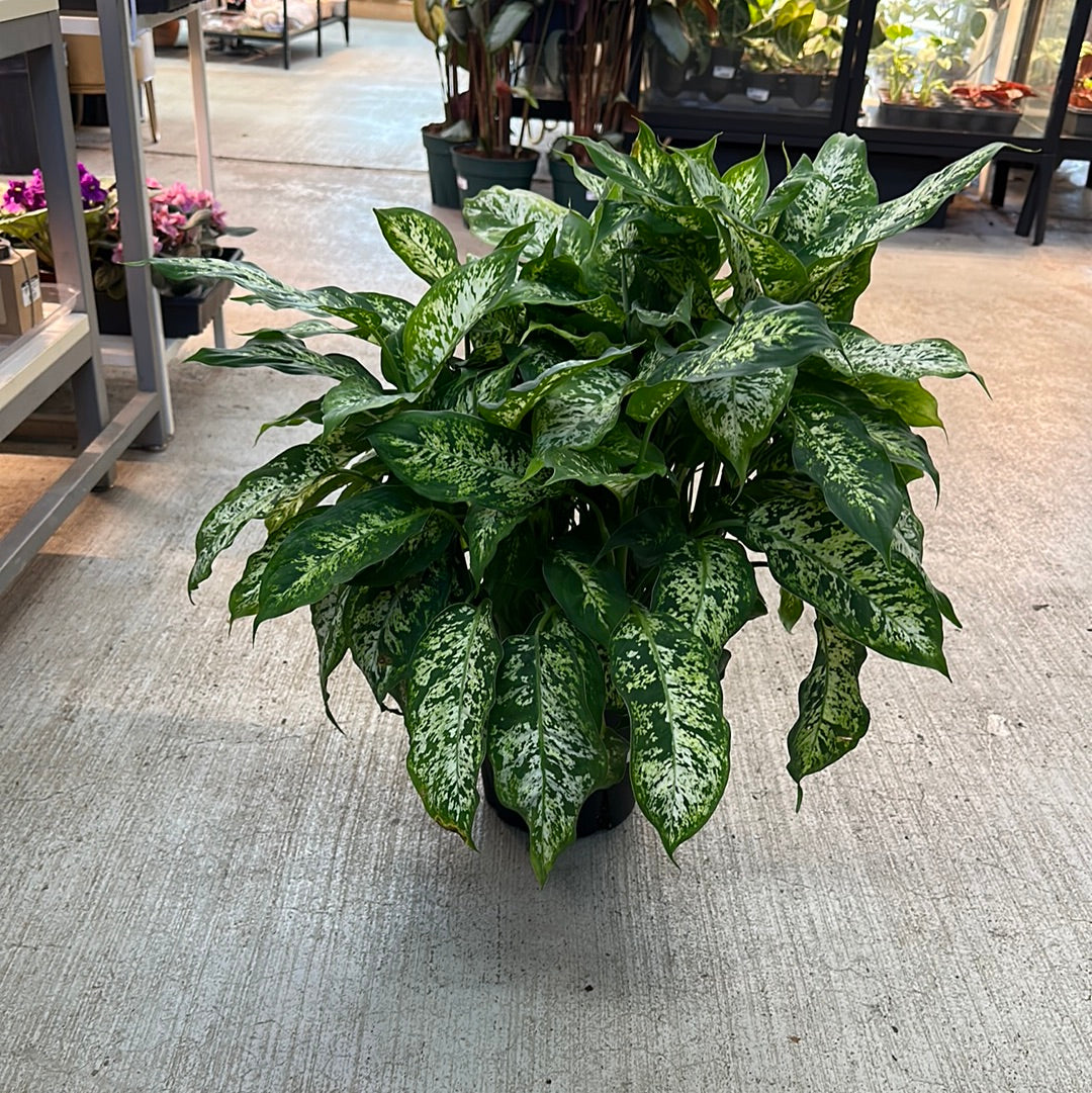 dieffenbachia perfecta compact Dieffenbachia Compacta 8" – Kent East Hill Nursery