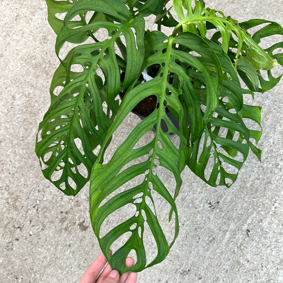 Monstera esqueleto 10