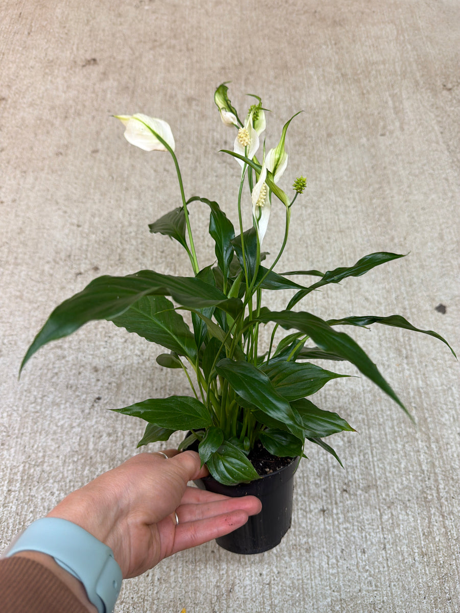 4 inch peace lily Spathiphyllum 4"