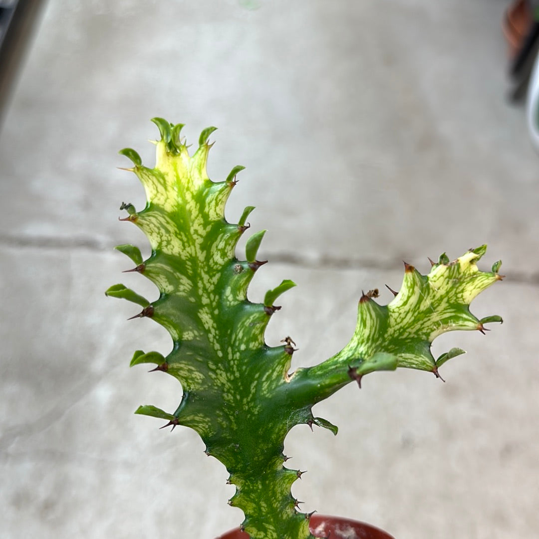 Euphorbia trigona 'Variegata' 3