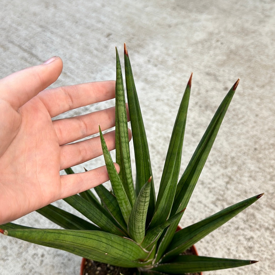 Sansevieria sp. Giga Spiky 6